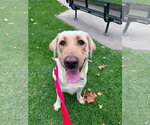 Small Labrador Retriever Mix