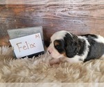 Small Photo #8 Bernese Mountain Dog-Cavalier King Charles Spaniel Mix Puppy For Sale in CUBA CITY, WI, USA