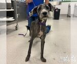 Small #1 Mutt
