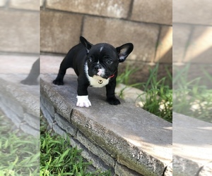 French Bulldog Puppy for sale in JURUPA VALLEY, CA, USA