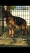 Small Photo #2 German Shepherd Dog Puppy For Sale in LIGONIER, IN, USA