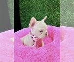 Small #8 French Bulldog