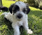 Puppy Maxy Havanese