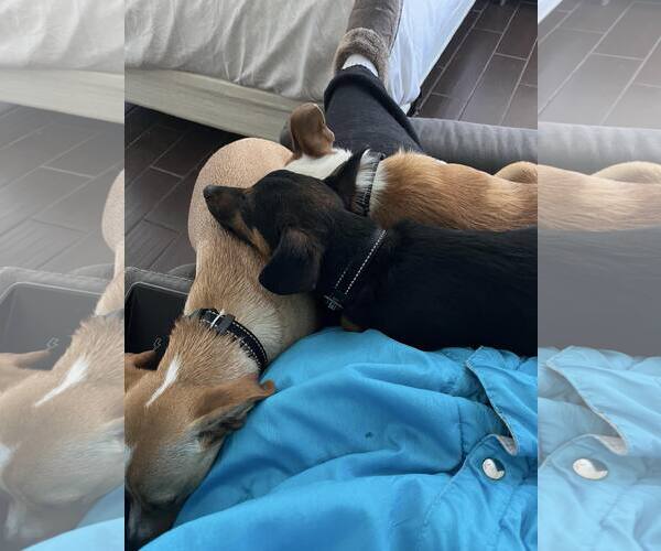 Medium Photo #4 Chihuahua-Unknown Mix Puppy For Sale in Visalia, CA, USA