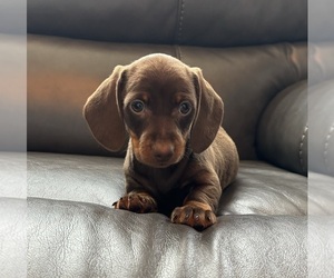 Dachshund Puppy for sale in FRANKLIN, IN, USA