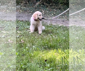 Golden Retriever Puppy for sale in AKRON, OH, USA