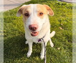 BINDI - Female Labrador Retriever-Unknown Mix Dog for Adoption - Small photo