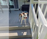 Small Photo #8 Unknown-Whippet Mix Puppy For Sale in Virginia Beach, VA, USA