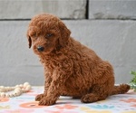 Small #1 Poodle (Miniature)