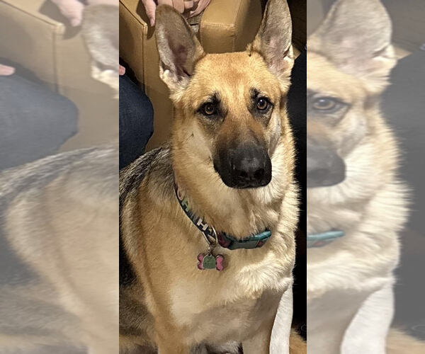 Medium Photo #3 German Shepherd Dog Puppy For Sale in McKinney, TX, USA