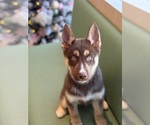 Puppy Honey German Shepherd Dog-Siberian Husky Mix