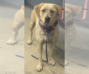 Catahoula Leopard Dog Dogs for adoption in Tallahassee, FL, USA