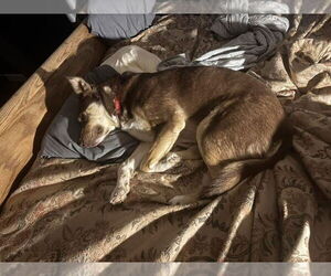 Mowgli - Male Siberian Husky-Unknown Mix Dog for Adoption - Photo #6