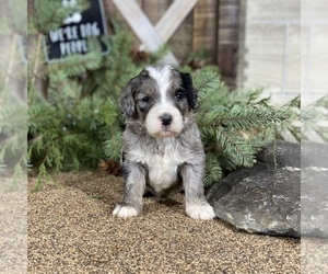 Bernedoodle Puppy for sale in WOLCOTT, IN, USA