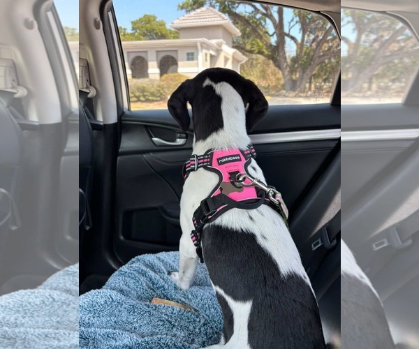 Medium Photo #9 Mutt Puppy For Sale in Sanford, FL, USA