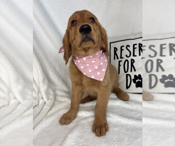 Medium Photo #5 Golden Retriever Puppy For Sale in GREENFIELD, IN, USA
