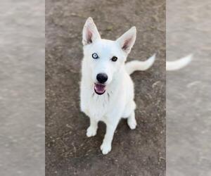 Siberian Husky Dogs for adoption in Bakersfield, CA, USA