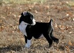 Small Photo #58 Boxer Puppy For Sale in CHILHOWEE, MO, USA