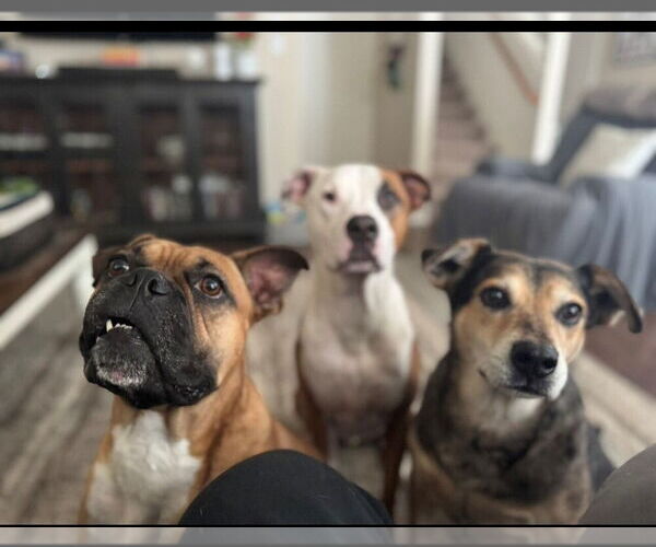 Medium Photo #4 Boxer Puppy For Sale in Austin, TX, USA