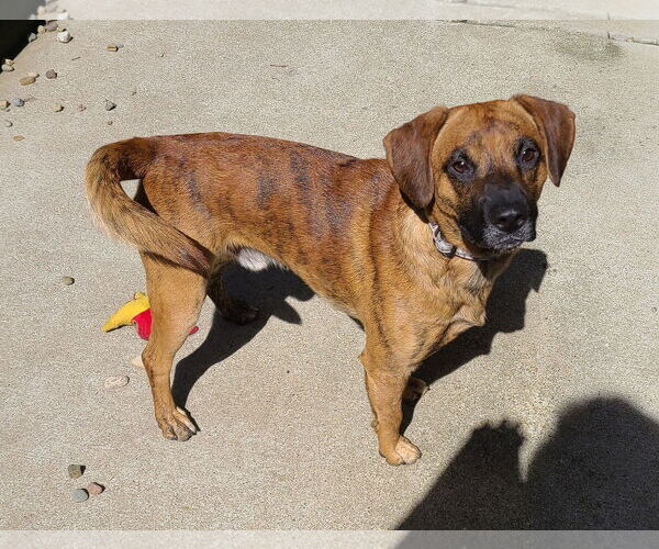 Medium Photo #3 Boxer-Mountain Cur Mix Puppy For Sale in Woodsfield, OH, USA