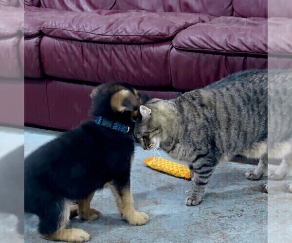 Medium Photo #18 German Shepherd Dog Puppy For Sale in BRIGHTON, CO, USA