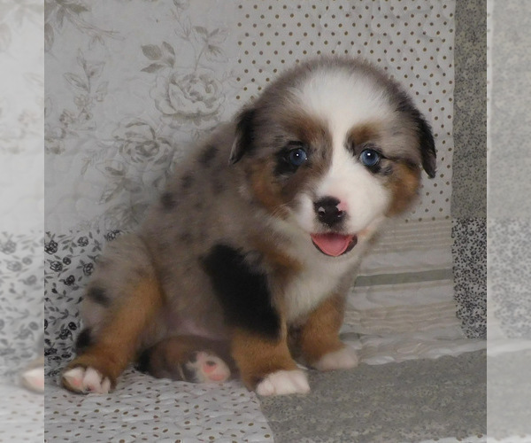 Medium Photo #23 Miniature Australian Shepherd Puppy For Sale in HARRISON, OH, USA