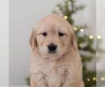 Small #4 Golden Retriever