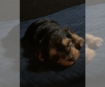 Small Photo #13 Yorkshire Terrier Puppy For Sale in LA SIERRA, CA, USA