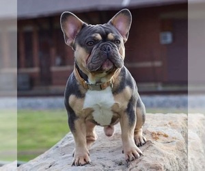 Father of the French Bulldog puppies born on 06/02/2022