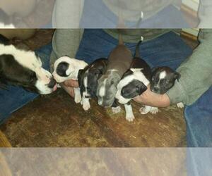 American Bulldog Dogs for adoption in ADGER, AL, USA