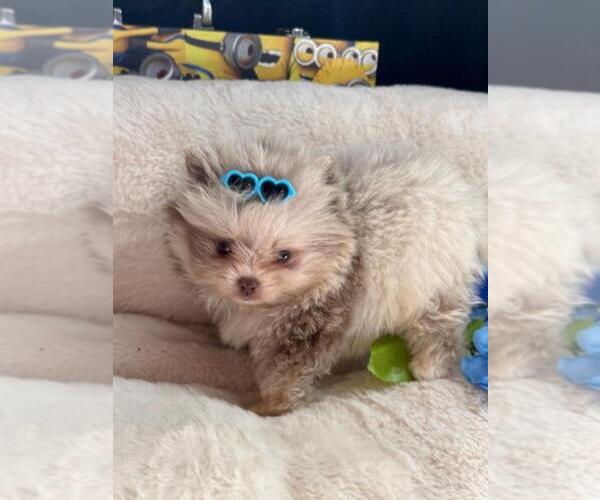 Medium Photo #8 Pomeranian Puppy For Sale in PEMBROKE PINES, FL, USA