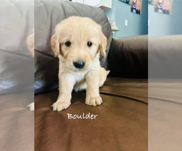 Medium Photo #28 Golden Retriever Puppy For Sale in HAMPSTEAD, NC, USA