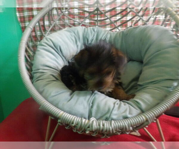 Medium Photo #4 Yorkshire Terrier Puppy For Sale in PATERSON, NJ, USA