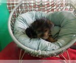 Small #3 Yorkshire Terrier