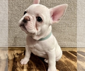 French Bulldog Puppy for sale in SHERWOOD, OR, USA