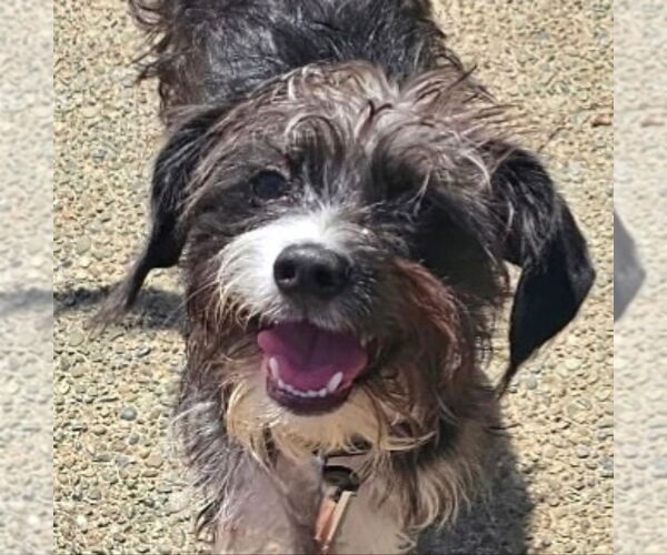 Medium Photo #2 Mutt Puppy For Sale in Olalla, WA, USA