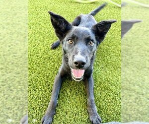 Borador Dogs for adoption in Baytown, TX, USA