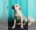 Small #1 Retriever  Mix