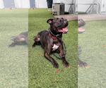 Small #4 American Pit Bull Terrier Mix