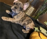Small Photo #11 French Bulldog Puppy For Sale in PITTSBURG, CA, USA