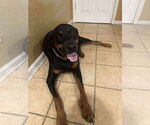 Small #2 Mutt