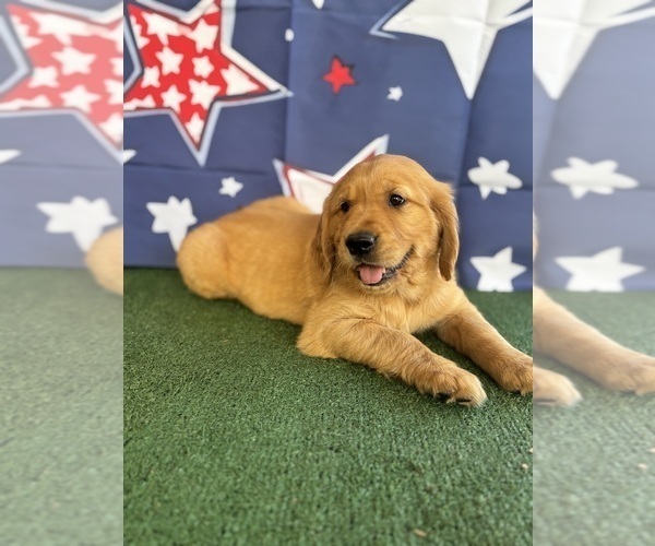 Medium Photo #5 Golden Retriever Puppy For Sale in CERES, CA, USA