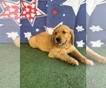 Small #4 Golden Retriever