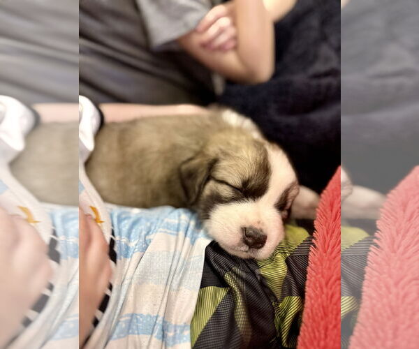 Medium Photo #2 German Shepherd Dog-Unknown Mix Puppy For Sale in The Woodlands, TX, USA