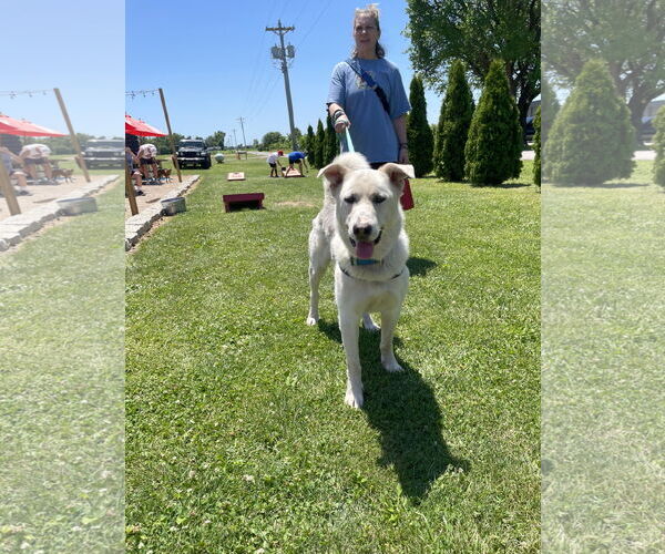 Medium Photo #4 Mutt Puppy For Sale in Columbus, IN, USA