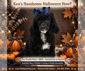 Poodle (Toy) Puppy for sale in TAYLOR, TX, USA