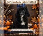 Image preview for Ad Listing. Nickname: Ken