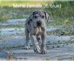 Puppy Merle lt blue Great Dane