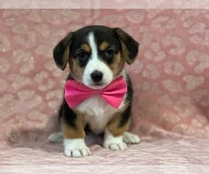 Pembroke Welsh Corgi Puppy for sale in LANCASTER, PA, USA