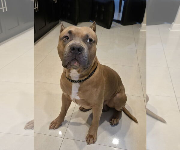 Medium Photo #3 American Staffordshire Terrier Puppy For Sale in Miami, FL, USA